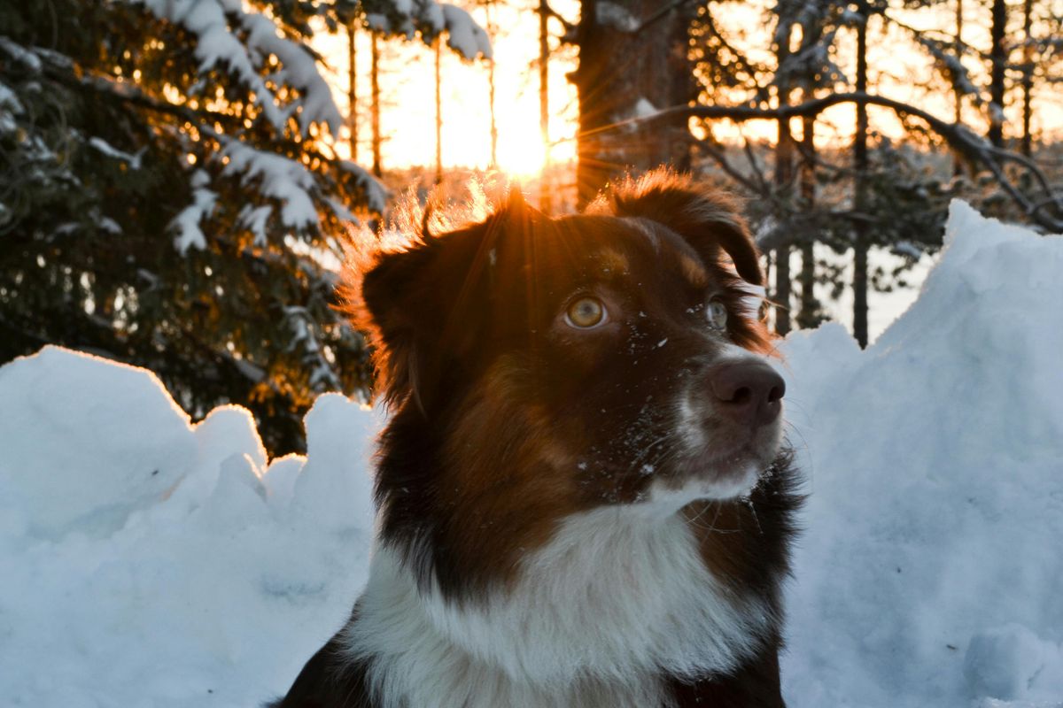 Comment Installer et Utiliser une Clôture Petsafe Anti-Fugue pour Chien Têtu