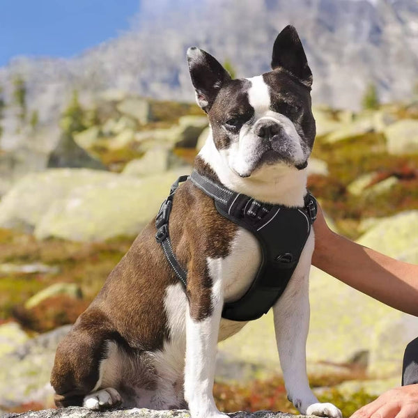 Harnais pour chien