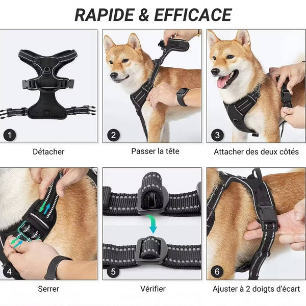 Harnais pour chien