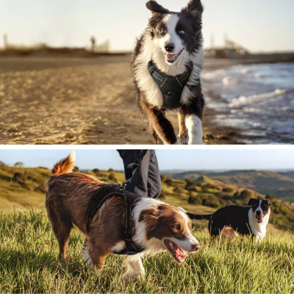 Harnais pour chien