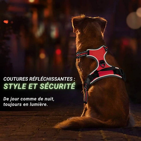 Harnais pour chien