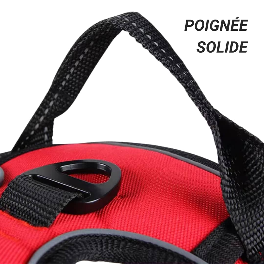 Harnais pour chien