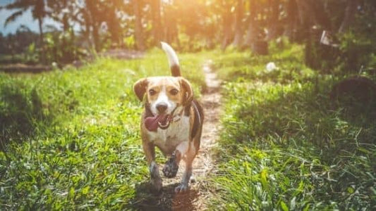 Renforcement positif : le secret d'une éducation canine réussie