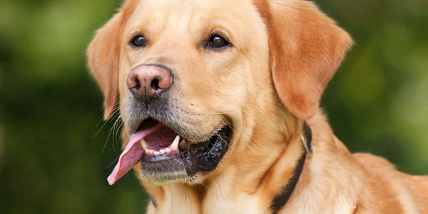 Conseils pour choisir la clôture anti-fugue idéale pour votre chien