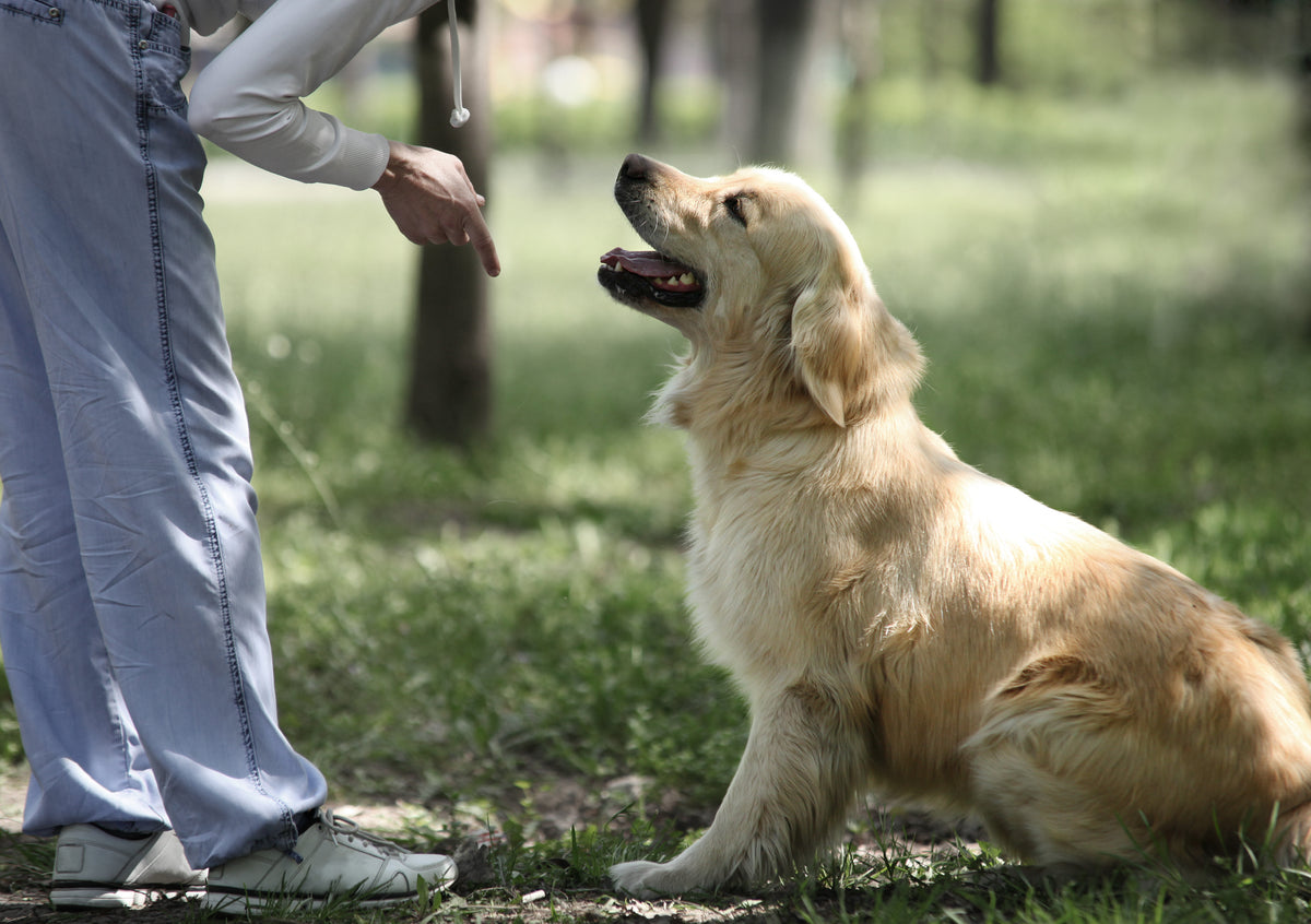 Comment dresser son chien au fonctionnement du collier anti-fugue ?