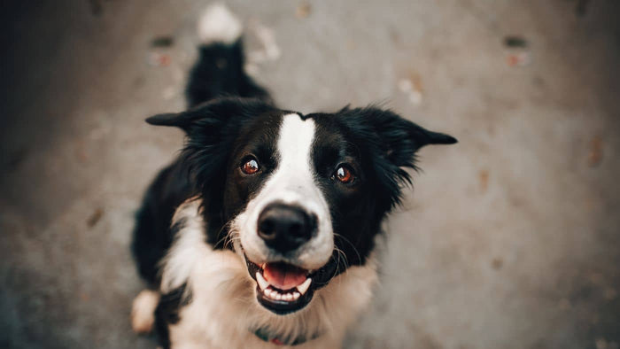 Fugue de chien : causes et solutions