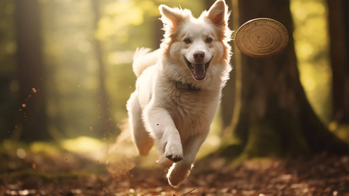 Comment empêcher votre chien de fuguer