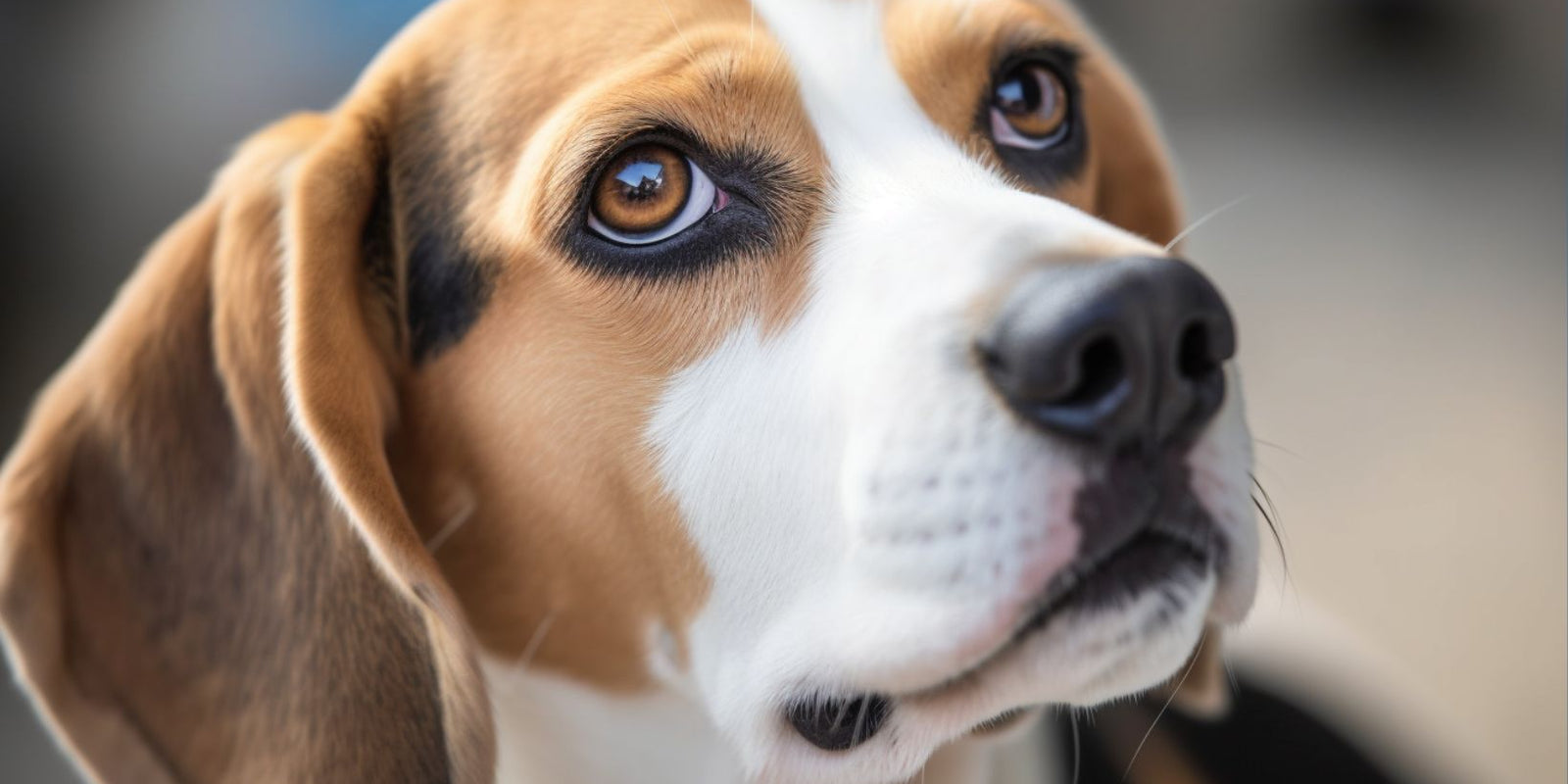 Comment punir un chien : 5 conseils lorsqu'il se comporte mal