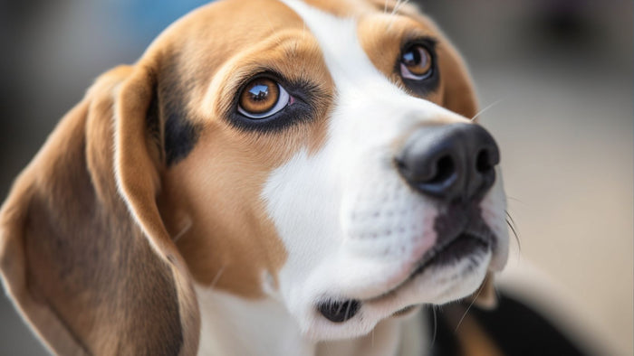 Comment punir un chien : 5 conseils lorsqu'il se comporte mal
