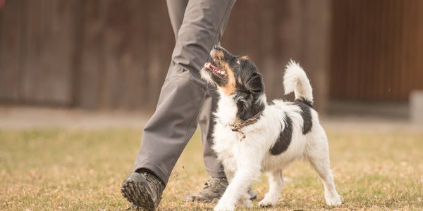 Garder votre chien sous contrôle pendant la promenade