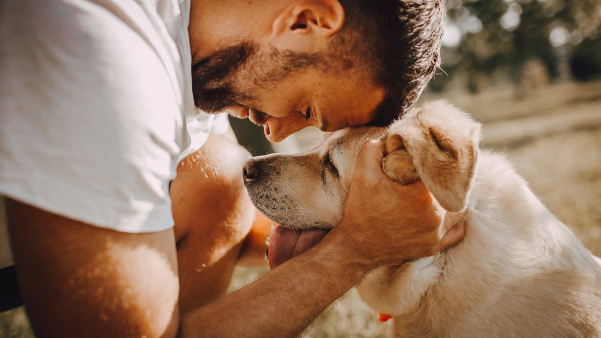 L'éducation positive : une approche efficace pour prévenir la fugue des chiens