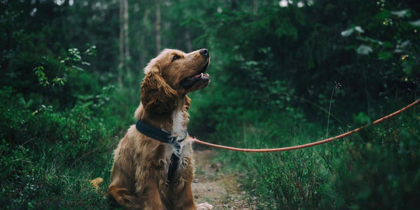 La durée d'une fugue de chien : ce qu'il faut savoir