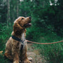 La durée d'une fugue de chien : ce qu'il faut savoir