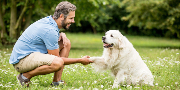 Quel est le meilleur collier anti fugue pour chien ?