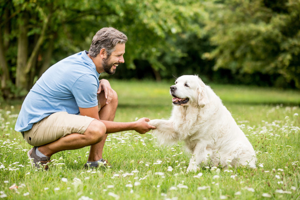 Quel est le meilleur collier anti fugue pour chien ?