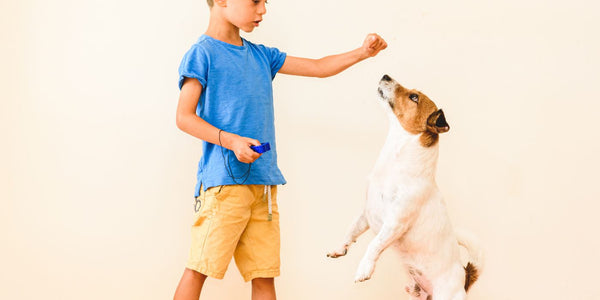 L'éducation positive : la clé pour prévenir la fugue chez les chiens