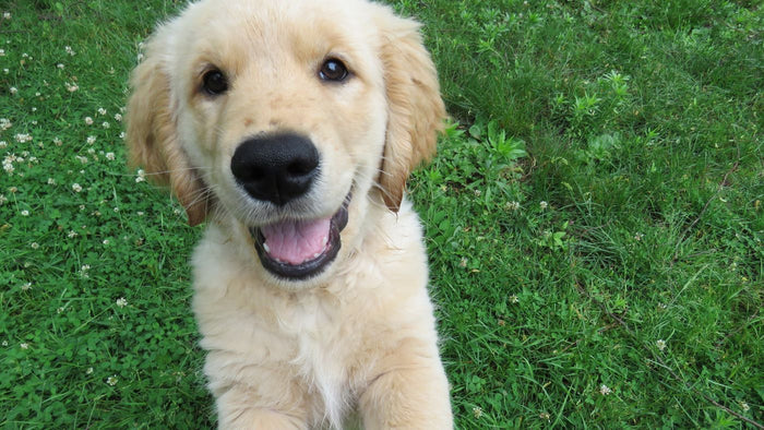 Anti-fugue pour chien Canifugue,  une marque de choix !