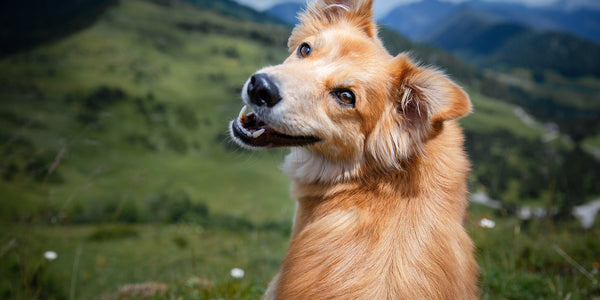 Apprendre à votre chien sans le punir : comment faire ?