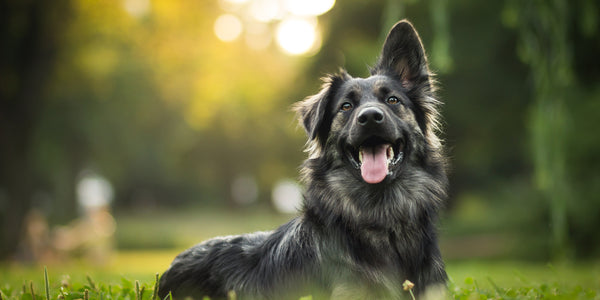 Les avantages de la cohérence dans le dressage de votre chien