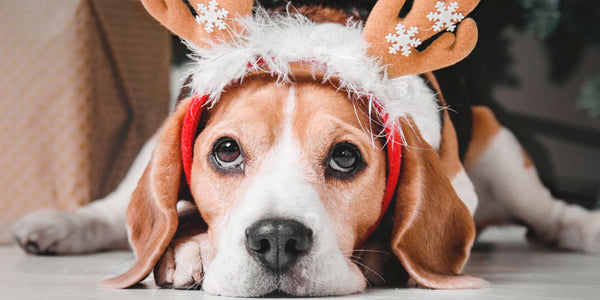 Célébrez Noël avec la Sécurité et le Confort de Votre Chien - Nos Offres Spéciales !