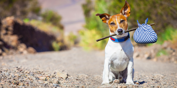 Réduire le risque de fugue chez votre chien avec nos clôtures anti-fugue