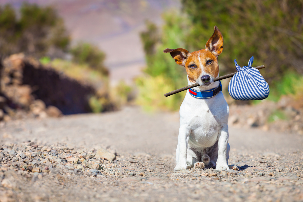 Réduire le risque de fugue chez votre chien avec nos clôtures anti-fugue