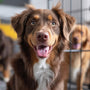Collier anti-fugue pour chien Dogtra : la solution pour éviter les fugues de votre chien