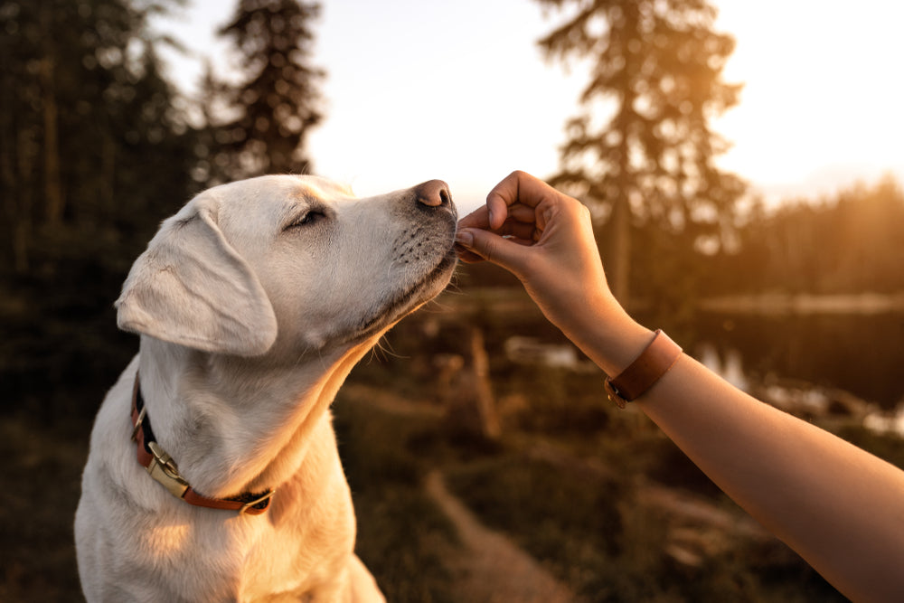Les avantages de récompenser le bon comportement des chiens