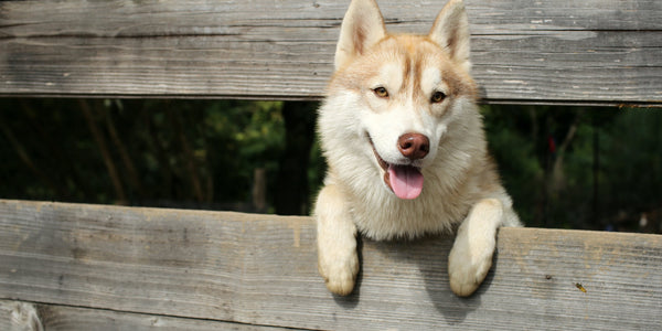 Comment installer une clôture anti-fugue pour chien ?