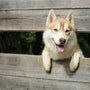 Comment installer une clôture anti-fugue pour chien ?