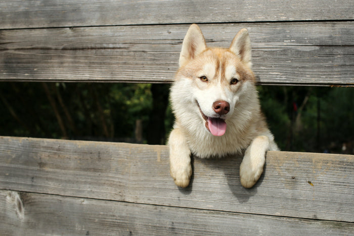 Comment installer une clôture anti-fugue pour chien ?
