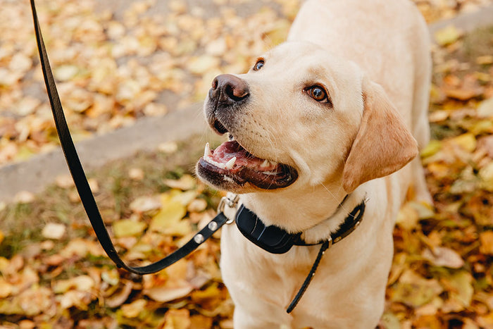 Collier Anti Fugue : Guide Ultime Pour Un Chien En Sécurité