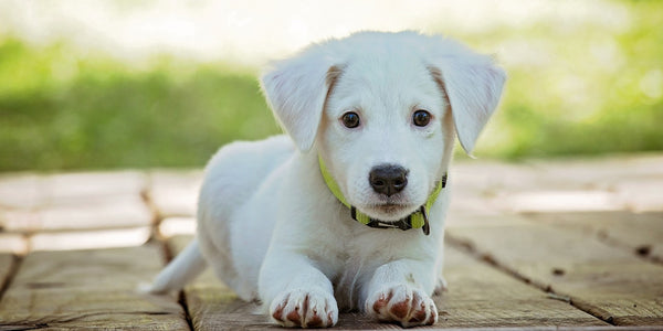 Socialisation précoce des chiots : 3 clés pour un développement optimal