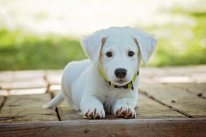 Socialisation précoce des chiots : 3 clés pour un développement optimal