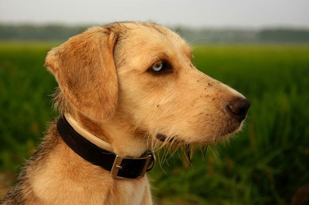 7 Meilleurs Colliers Anti-Fugue Pour Chien Avec Fil : Un Guide Pour Pr ...