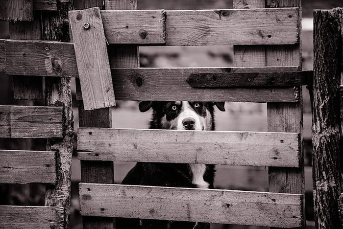 Comment éviter la fugue de votre chien ?