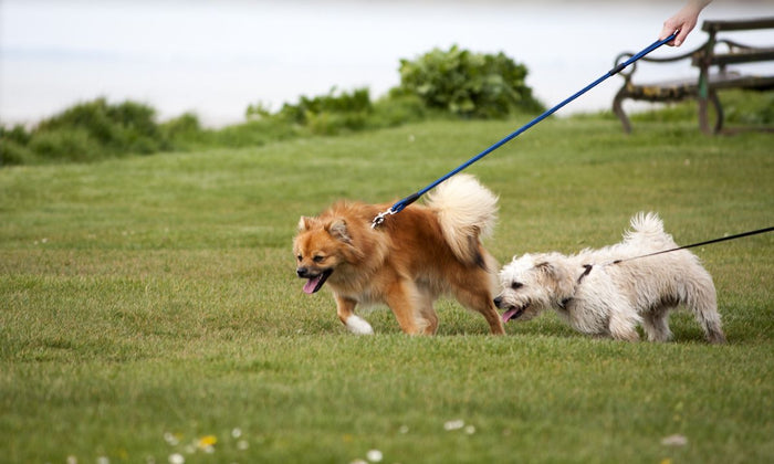 Pourquoi mon chien fugue : comprendre les raisons et trouver des solutions