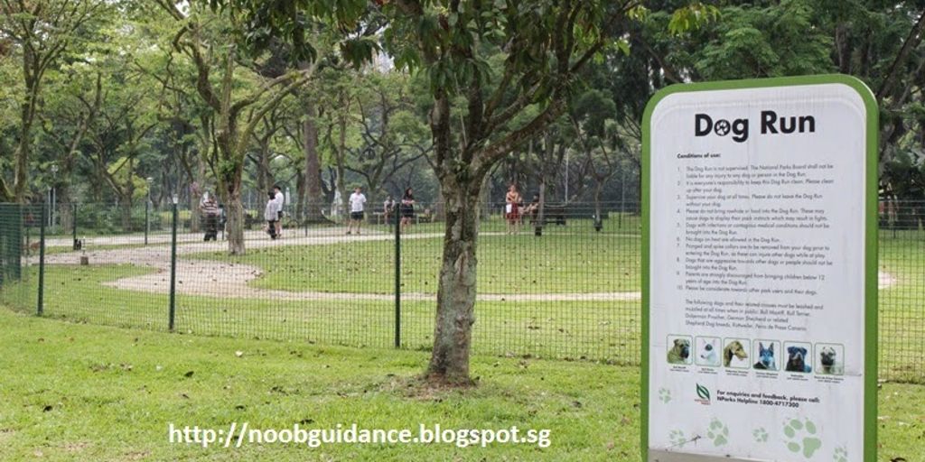 dog running away in a park