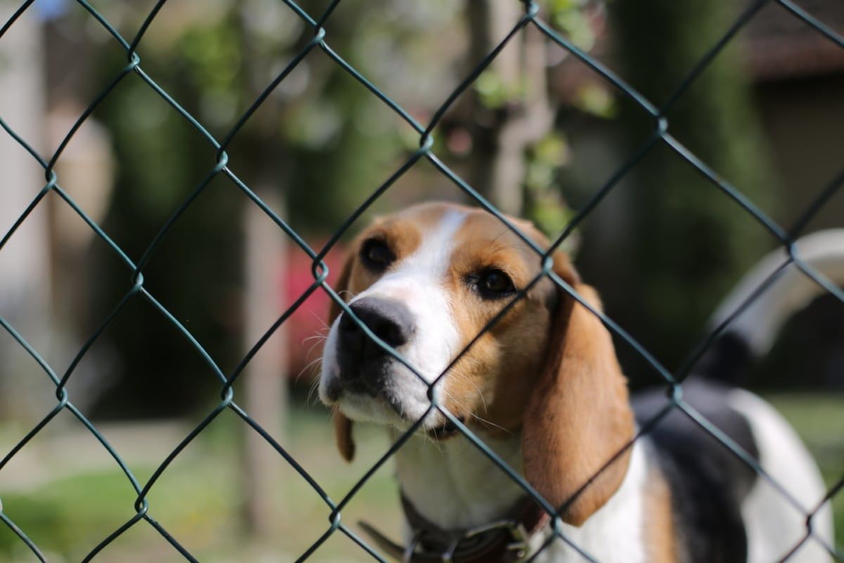 "Dépassez les Limites : Un Avis sur le Collier Anti-Fugue pour Chien sans Fil de Doggy Diffusion"
