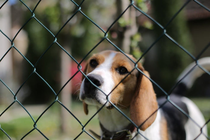 "Dépassez les Limites : Un Avis sur le Collier Anti-Fugue pour Chien sans Fil de Doggy Diffusion"