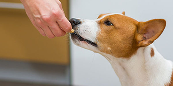 chien cherchant de la nourriture