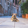 dog lying on pavement