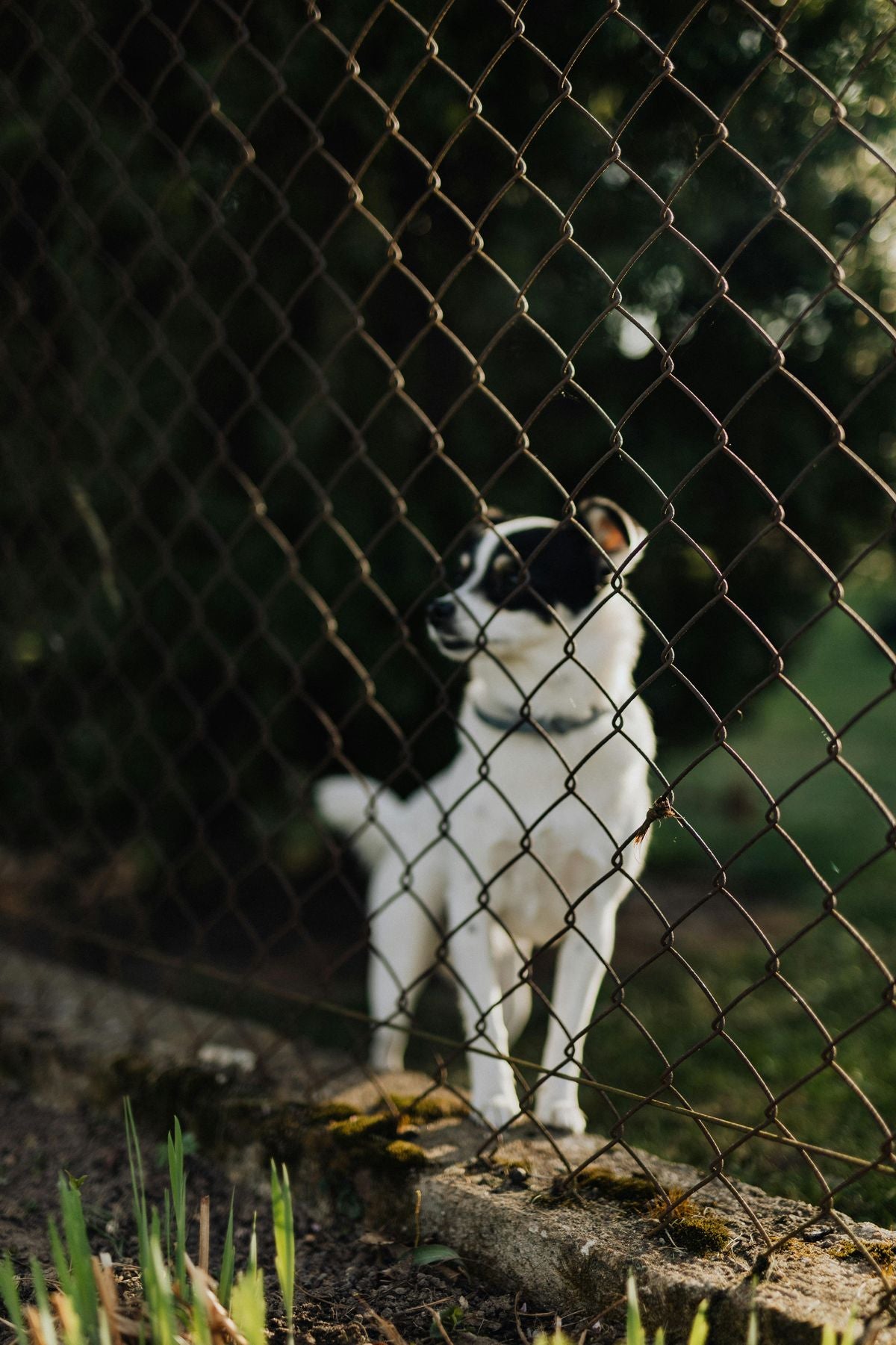 5 conseils pour empêcher votre chien mâle de fuguer