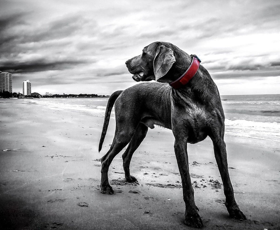 "Le collier anti fugue à vibration pour chien : votre solution pour garder votre animal en sécurité"