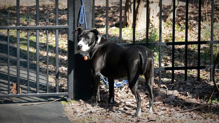 "Pourquoi mon chien fugue-t-il dès que je pars ? Solutions et conseils"