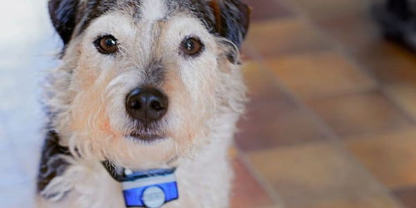 Comment choisir le meilleur collier anti-fugue sans fil Lacmé pour votre chien