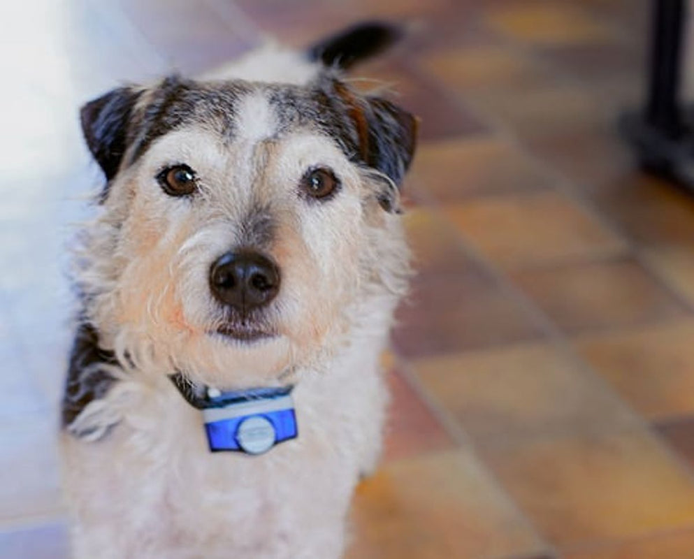 Comment choisir le meilleur collier anti-fugue sans fil Lacmé pour votre chien