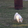 dog escaping backyard