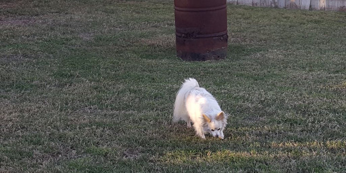 dog escaping backyard