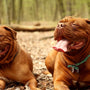 large dog with anti-escape collar